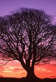 tree.jpg image by pswrite